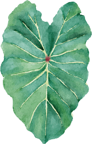 Montserrat leaf